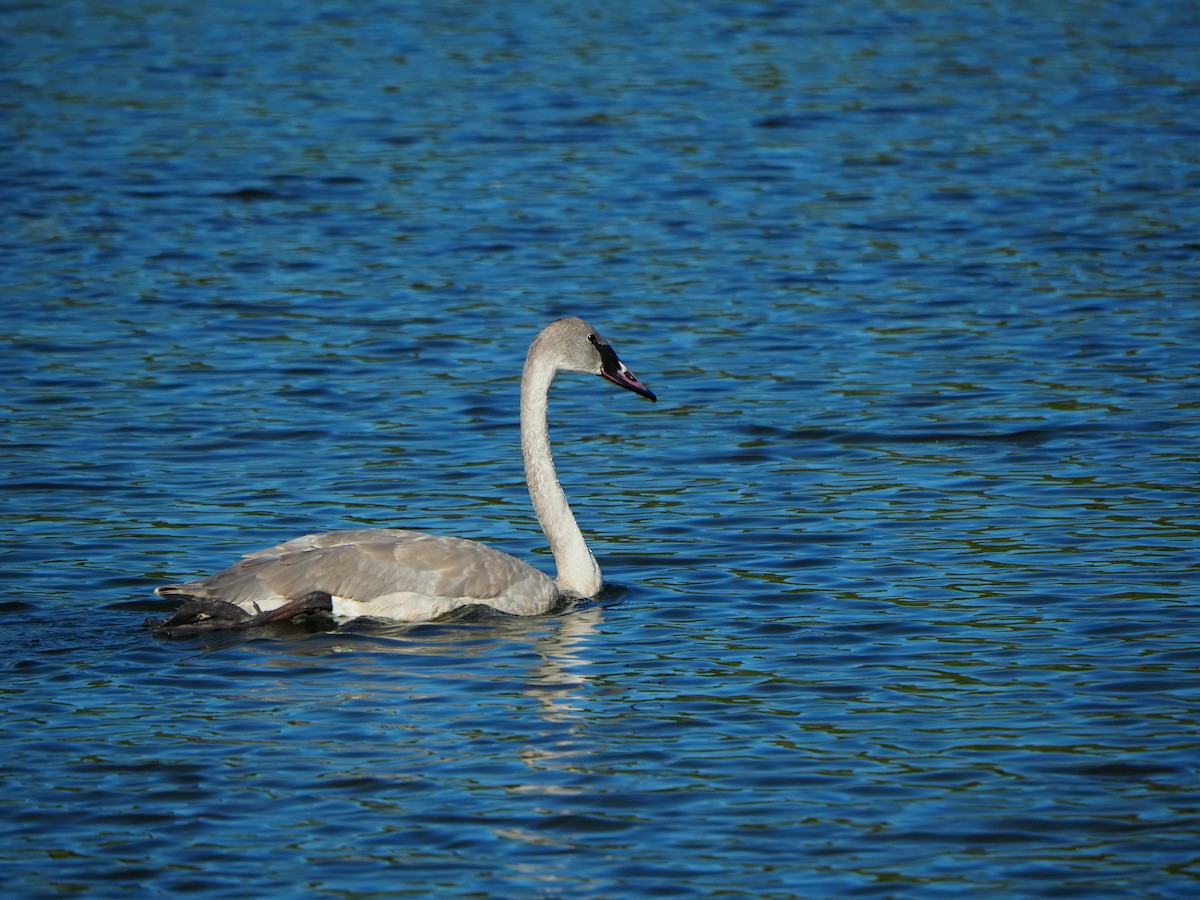 Trumpeter Swan - ML642635762