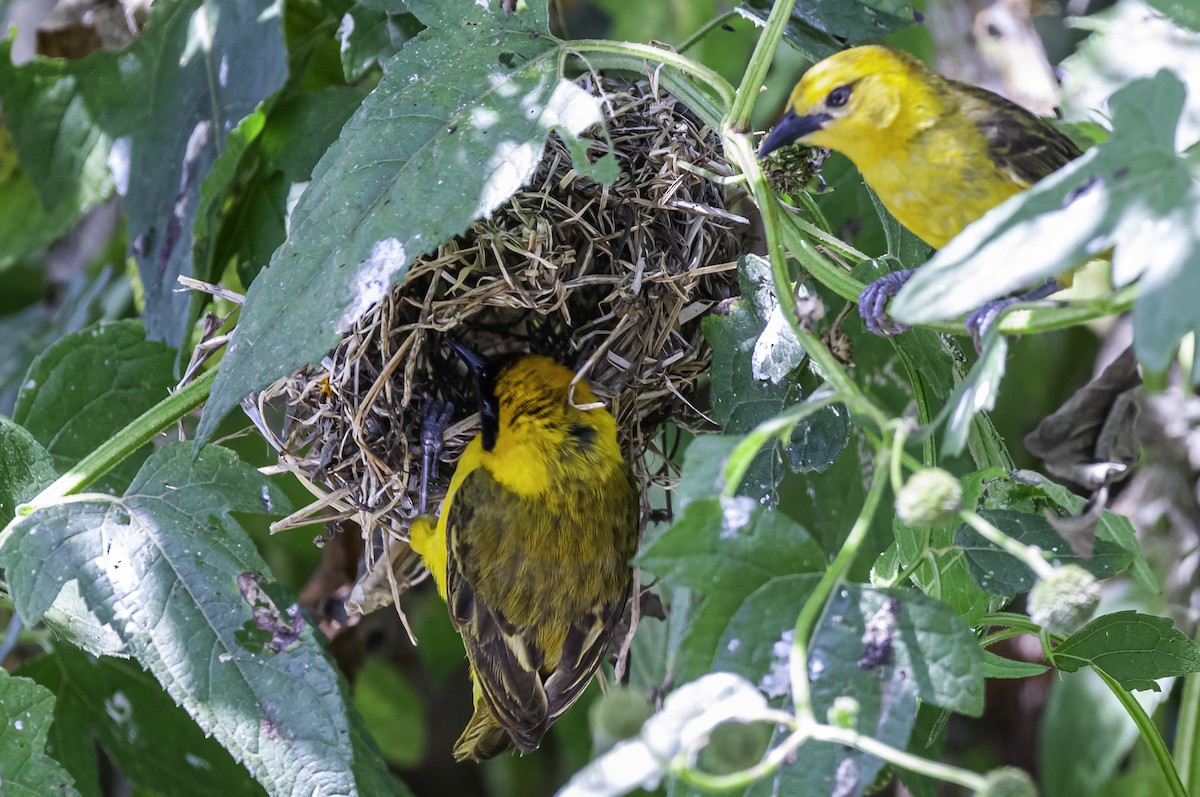Slender-billed Weaver - ML642635765