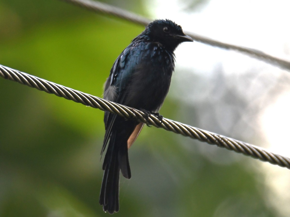 Bronzed Drongo - ML642635767