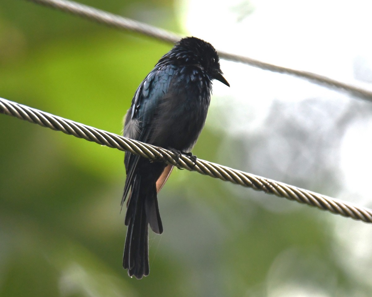 Bronzed Drongo - ML642635771