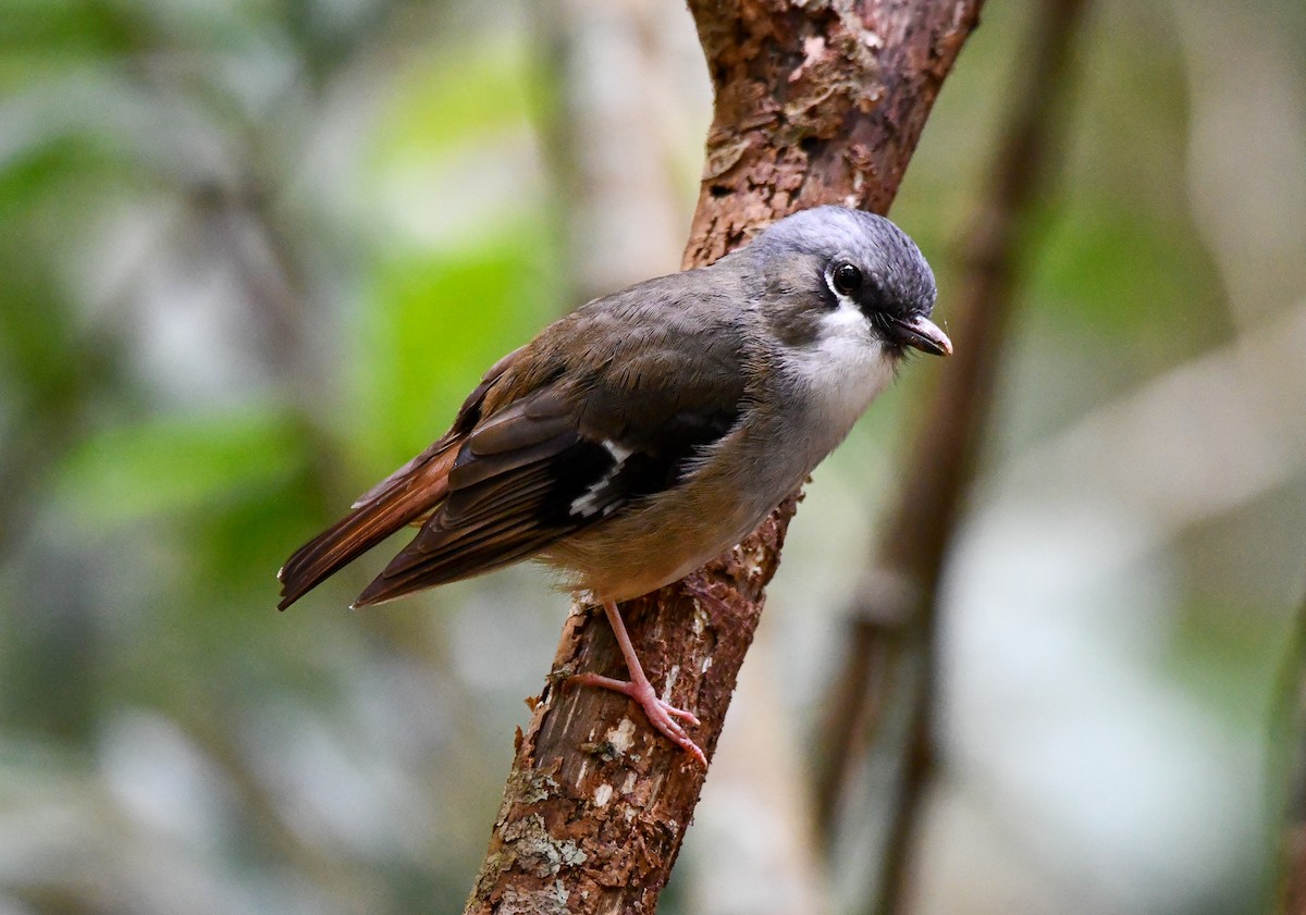 Gray-headed Robin - ML642635787