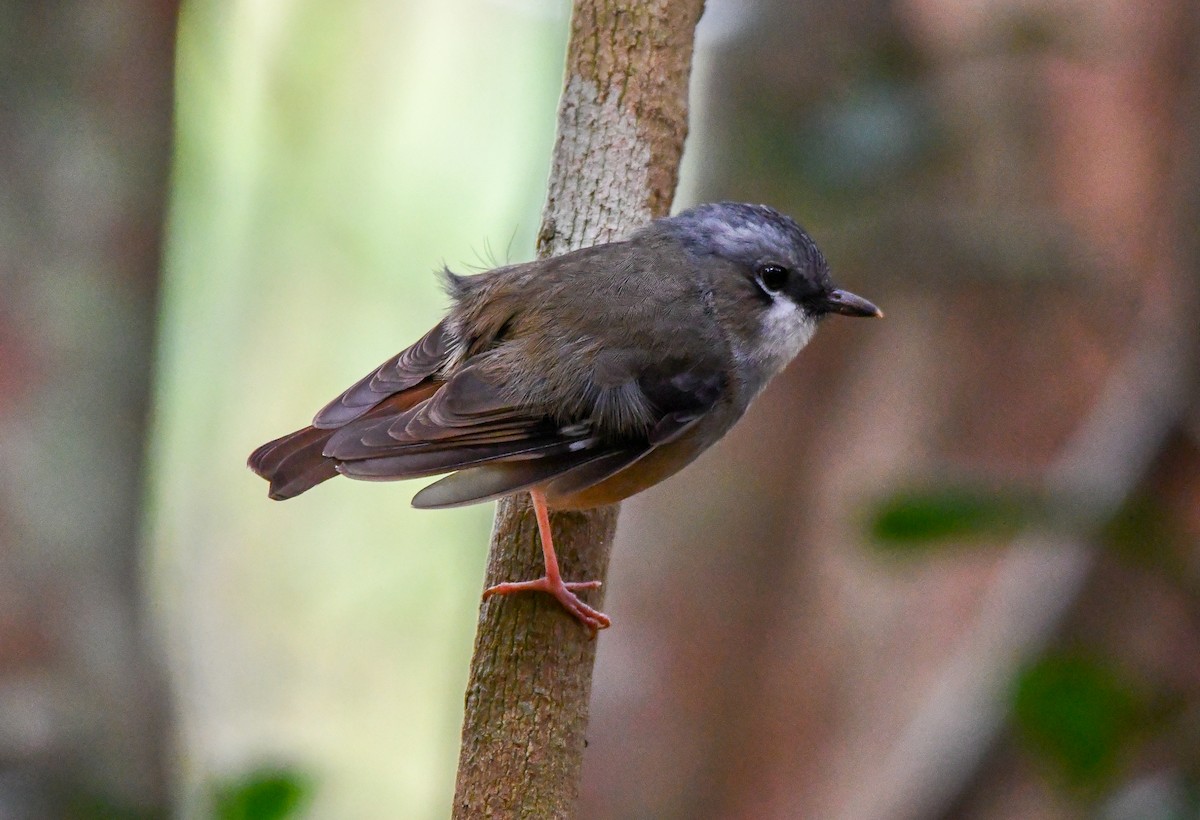 Gray-headed Robin - ML642635806