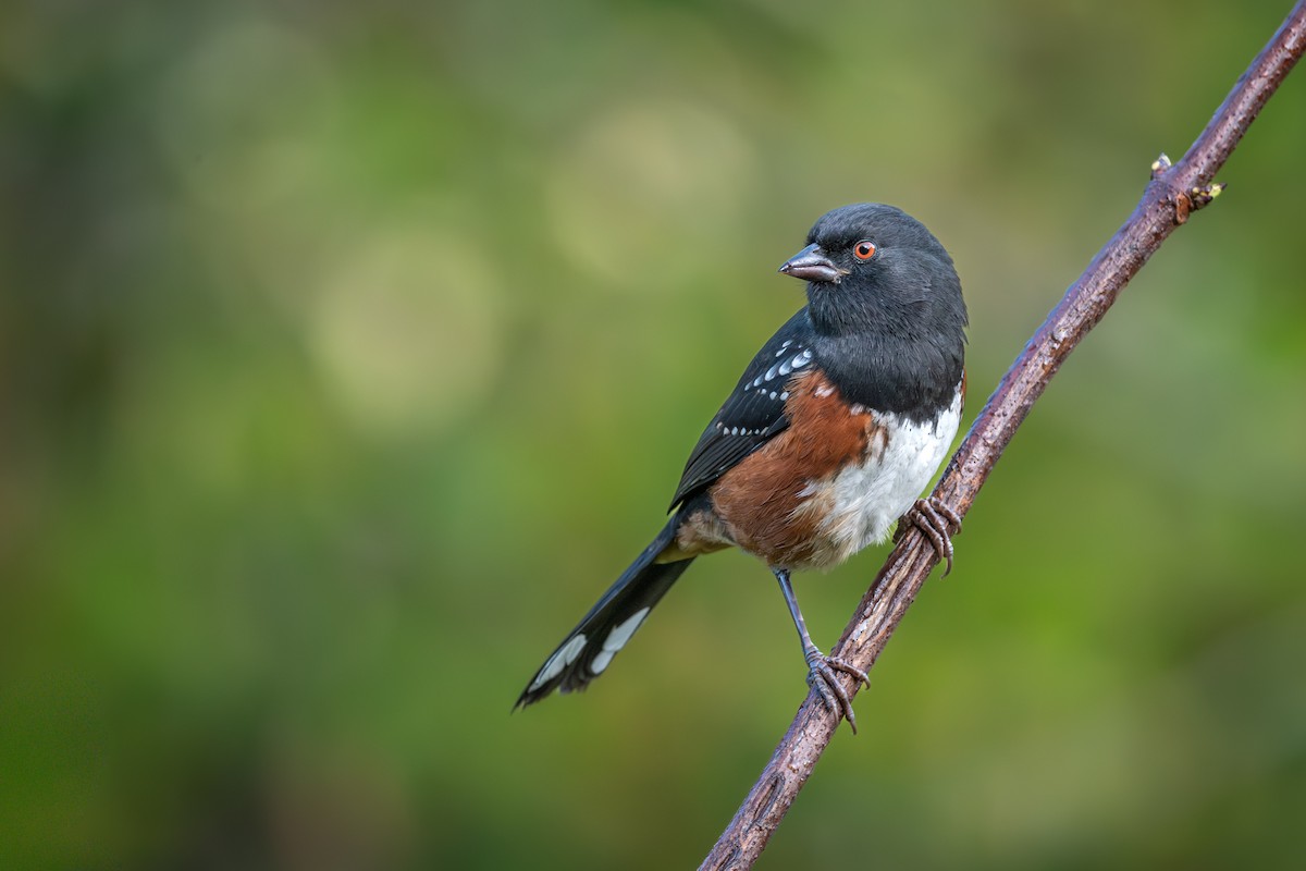 Spotted Towhee - ML642635822