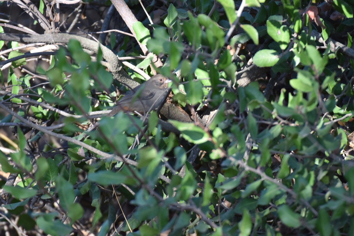 California Towhee - ML642635837