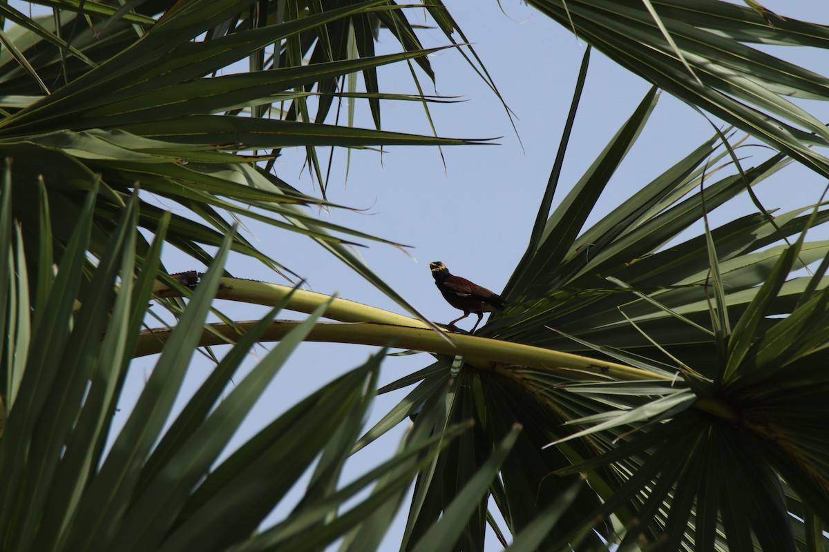 Common Myna - ML642635849