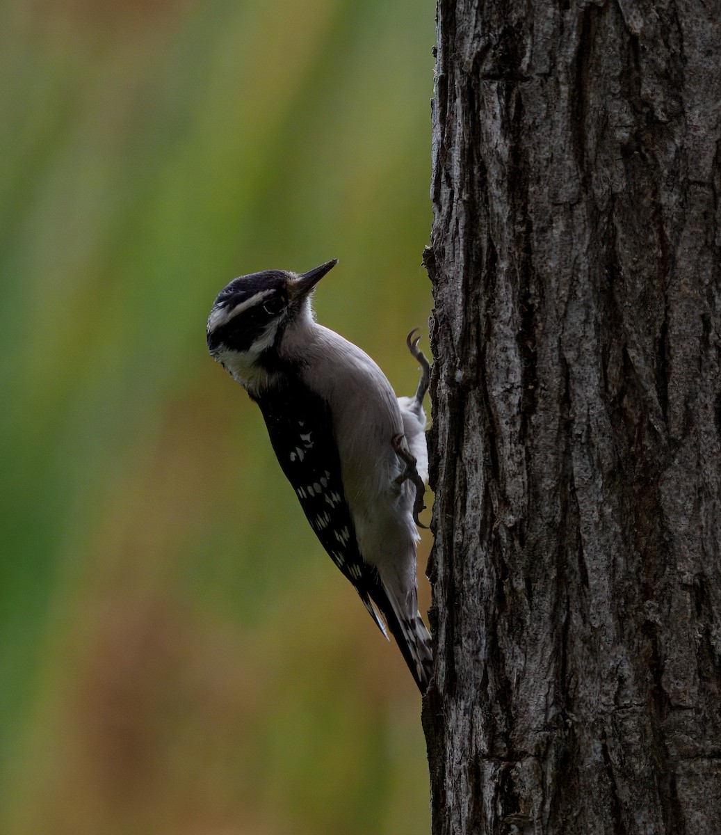 Downy Woodpecker - ML642635851