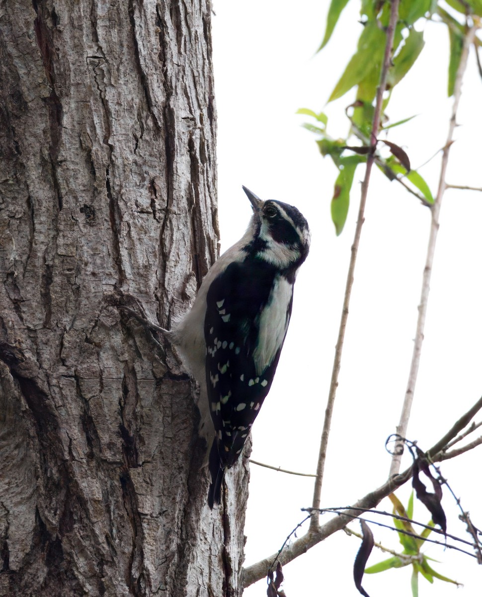Downy Woodpecker - ML642635852