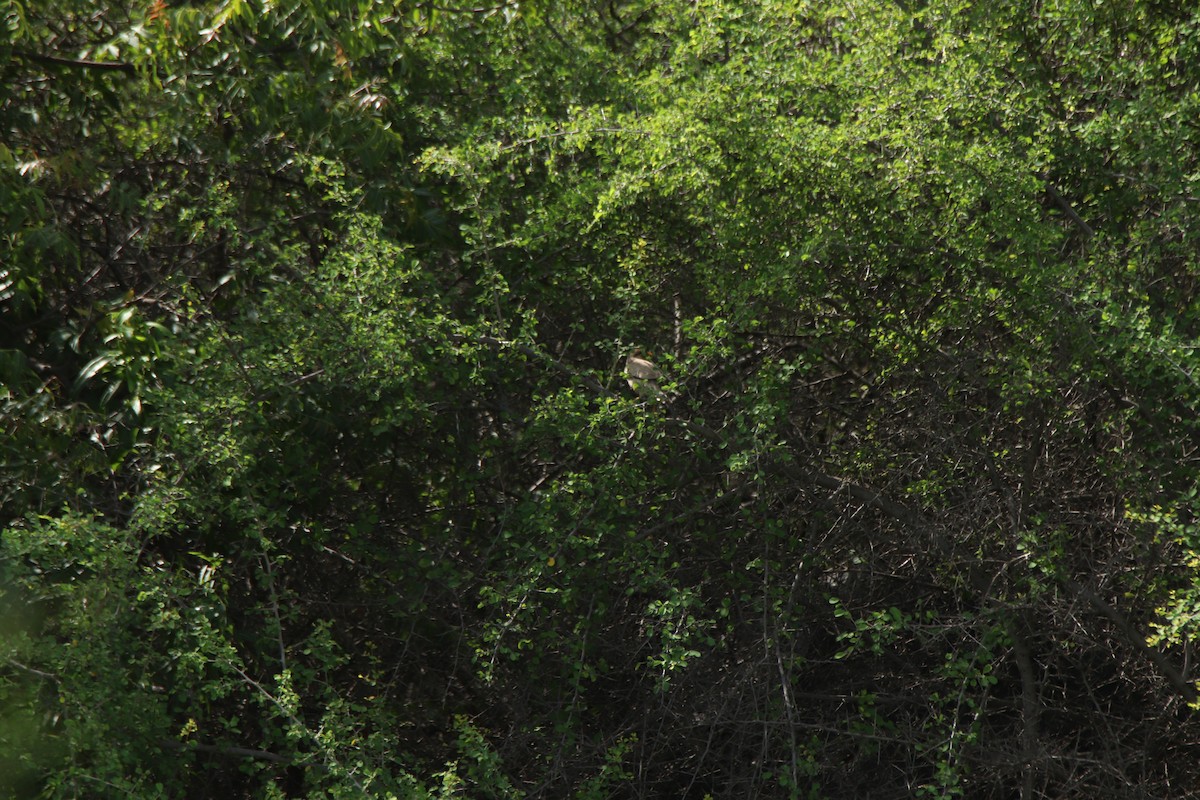 Brahminy Starling - ML642635854