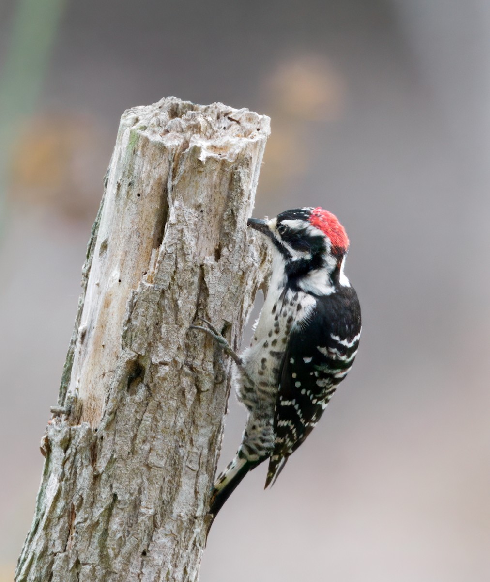 Nuttall's Woodpecker - ML642635859