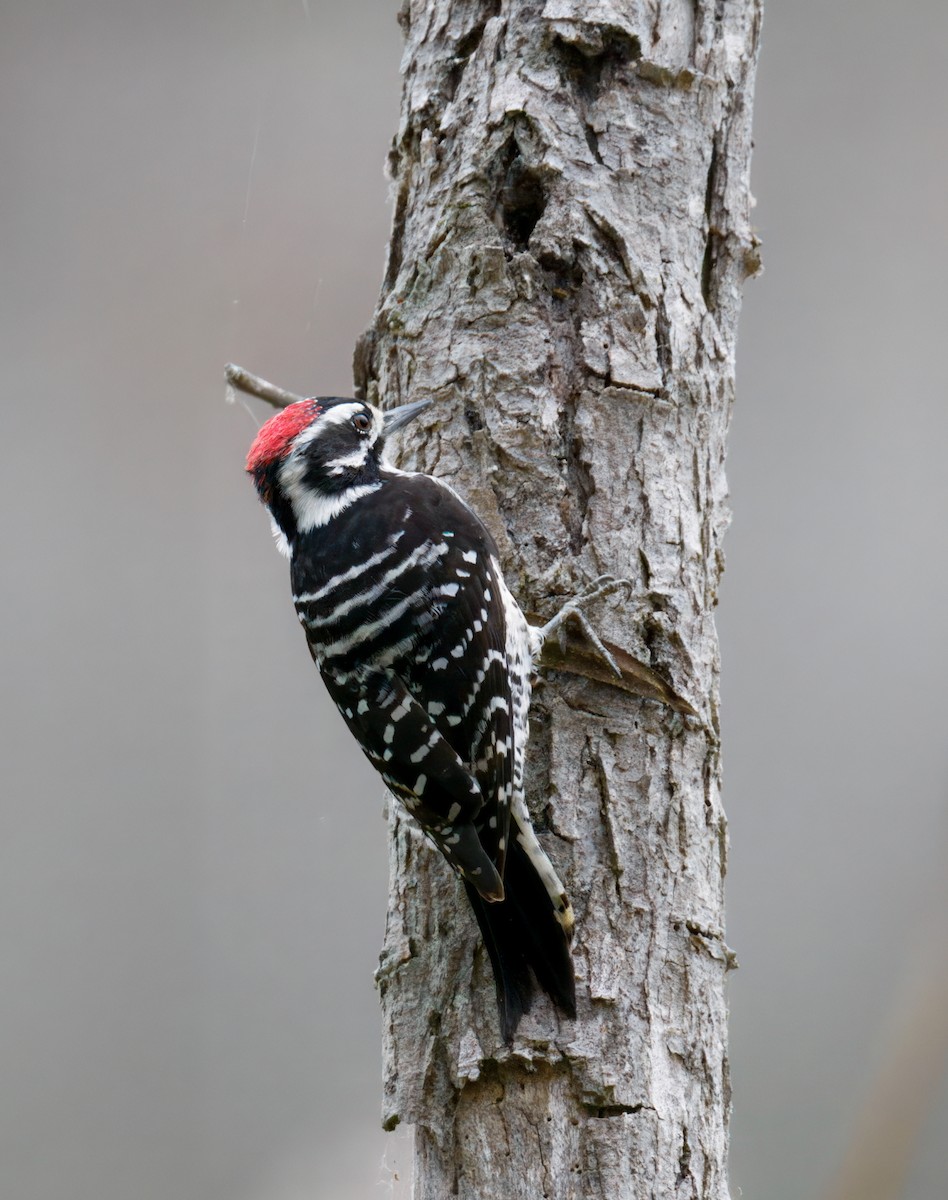 Nuttall's Woodpecker - ML642635860