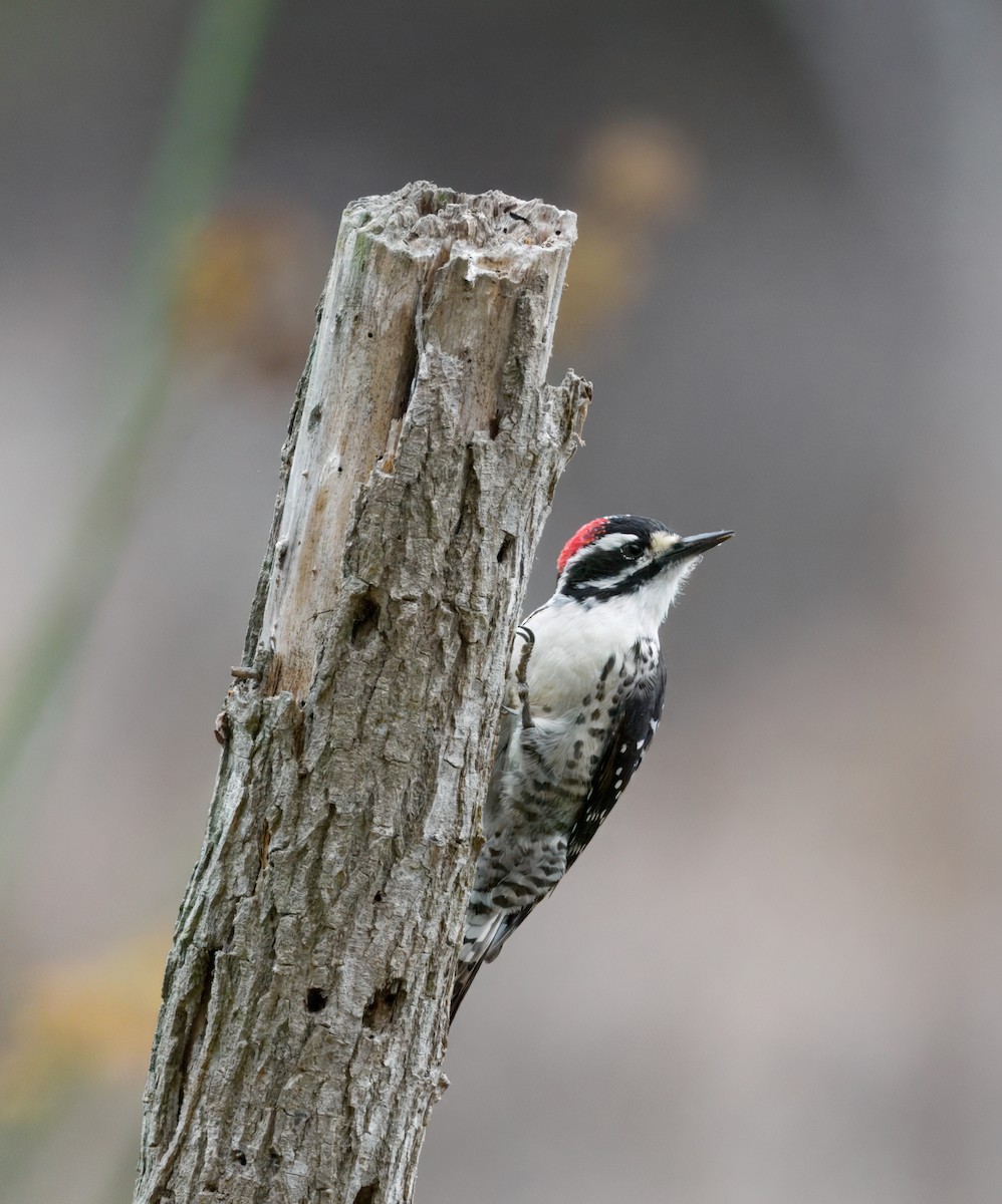 Nuttall's Woodpecker - ML642635861