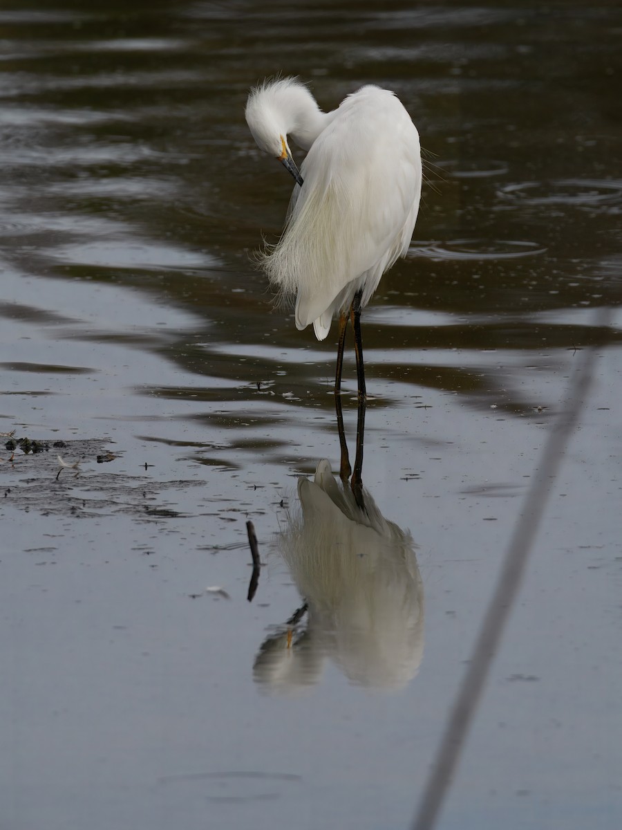 Snowy Egret - ML642635897