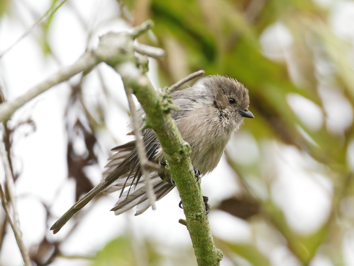 Bushtit - ML642635914