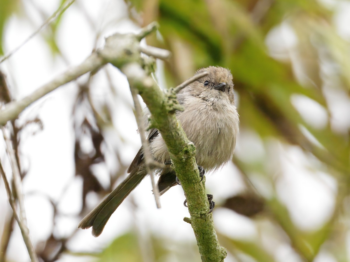 Bushtit - ML642635915