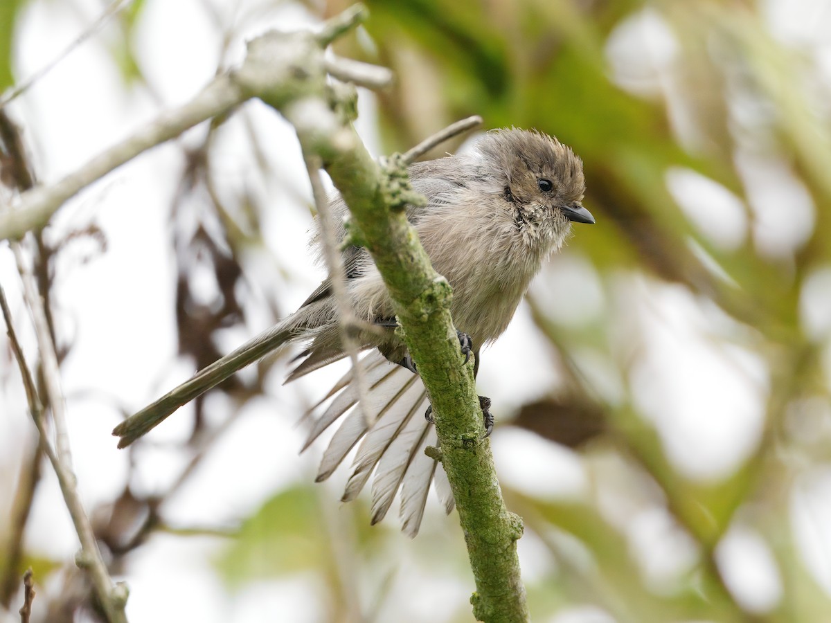 Bushtit - ML642635916