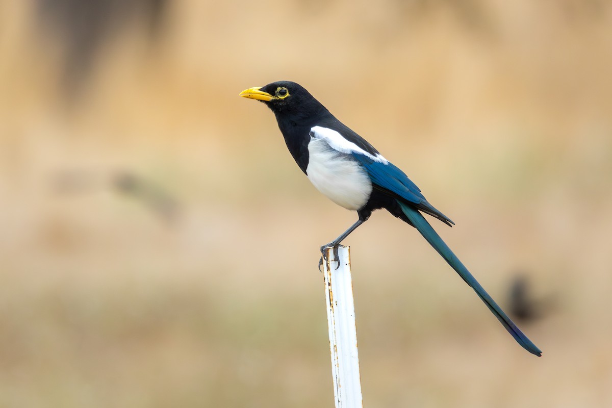 Yellow-billed Magpie - ML642635918