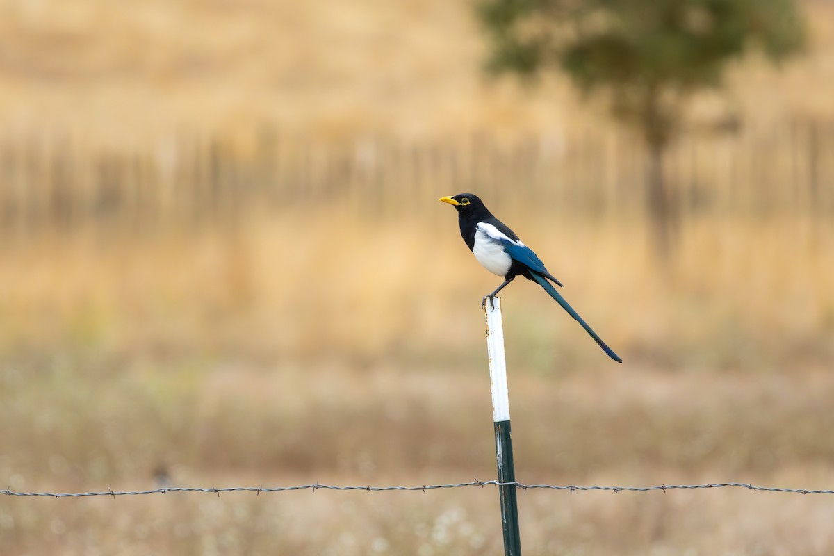 Yellow-billed Magpie - ML642635919