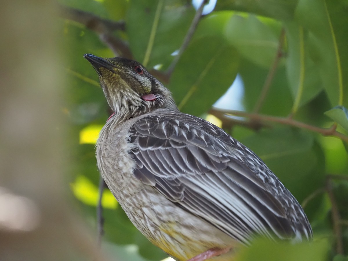Red Wattlebird - ML642635928