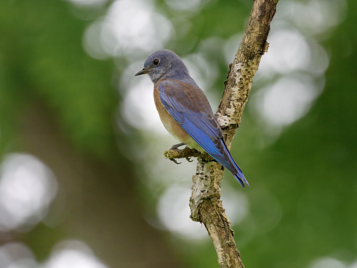 Western Bluebird - ML642635931