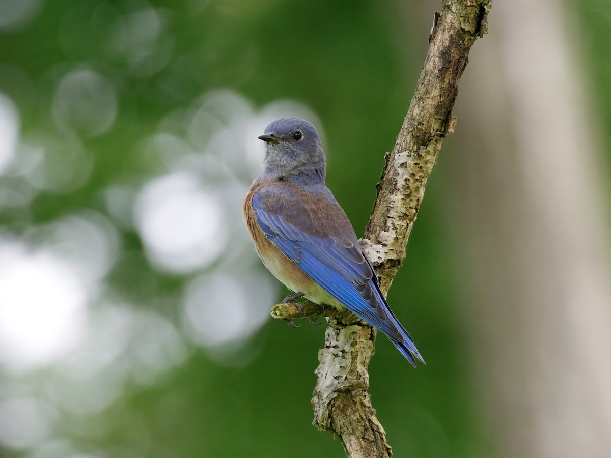 Western Bluebird - ML642635932