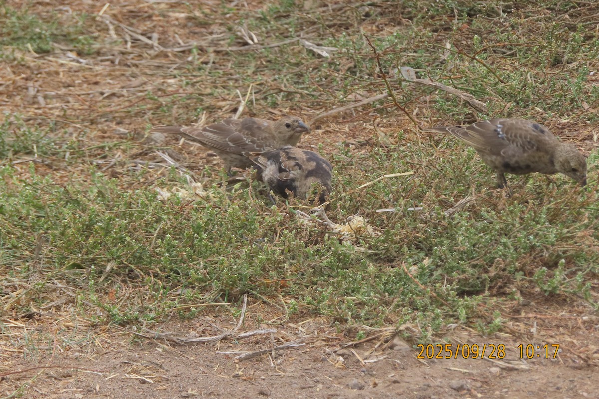 Brown-headed Cowbird - ML642635969
