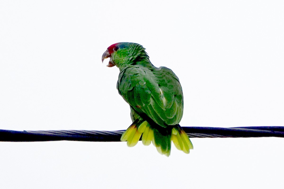 Red-crowned Amazon - ML642635980