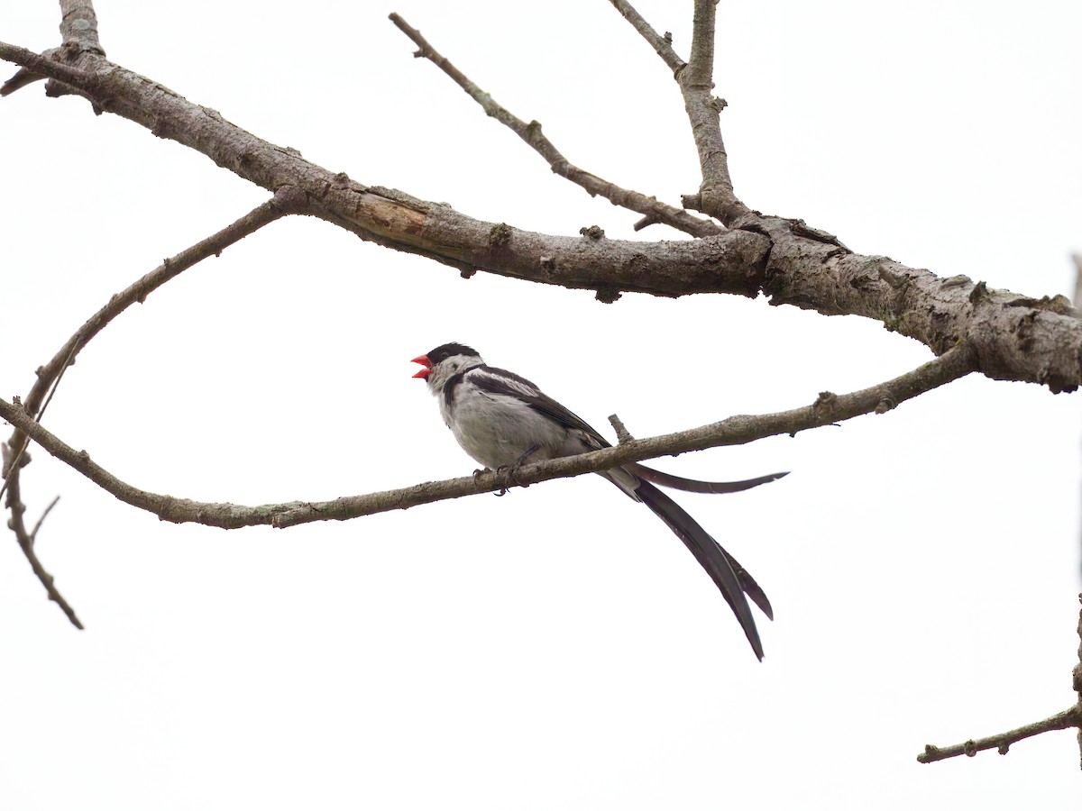 Pin-tailed Whydah - ML642635981