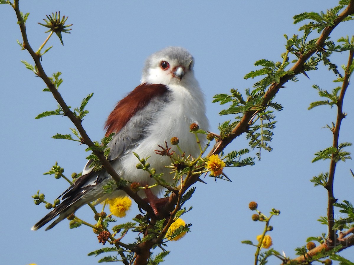 Pygmy Falcon - ML642635989