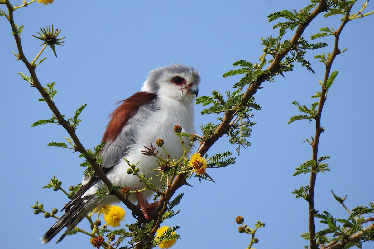 Pygmy Falcon - ML642635991