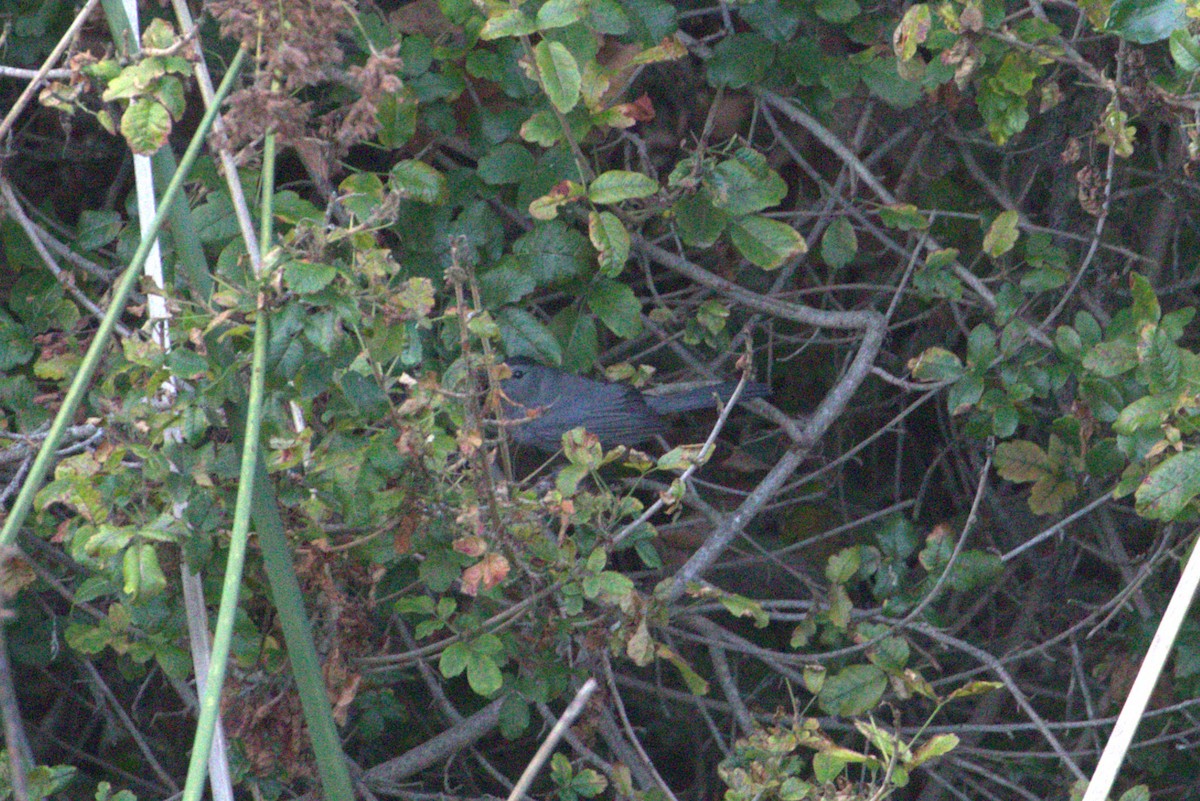 Gray Catbird - ML642636013