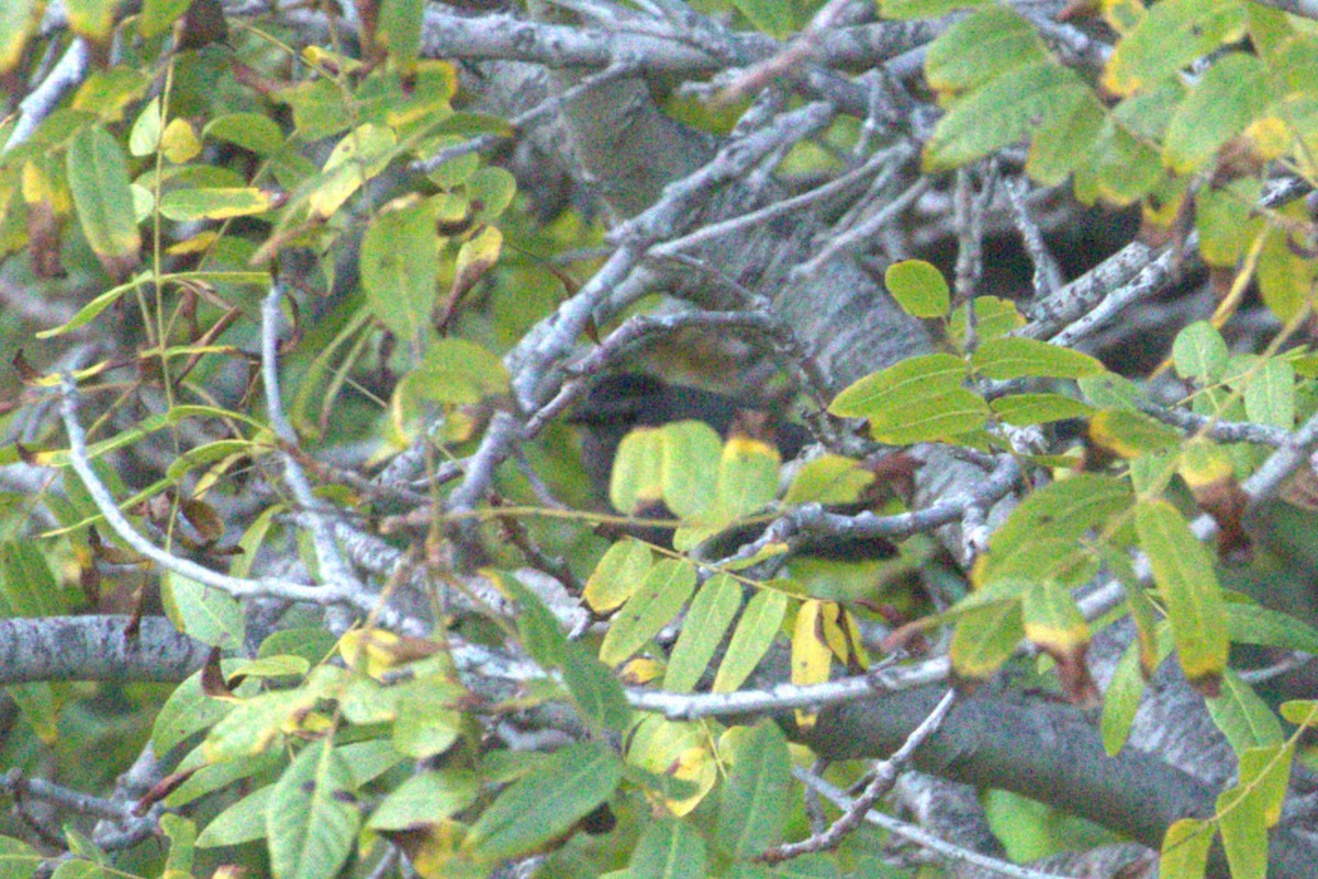 Gray Catbird - ML642636025