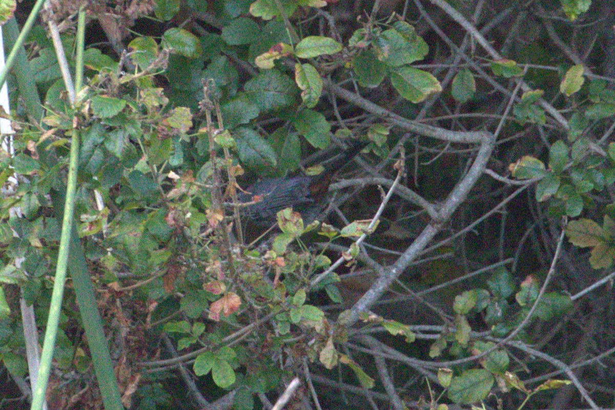 Gray Catbird - ML642636029