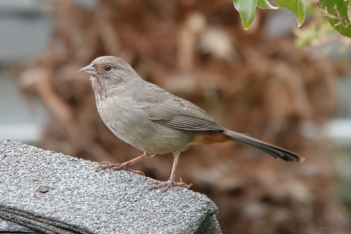 California Towhee - ML642636042