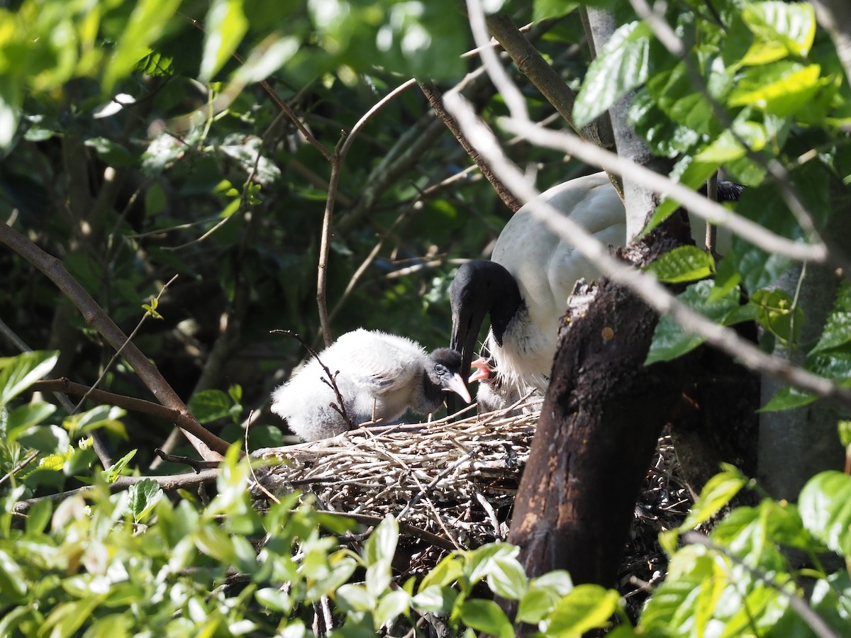 Australian Ibis - ML642636079