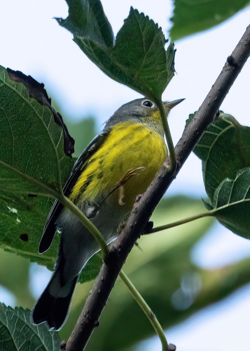 Magnolia Warbler - ML642636089