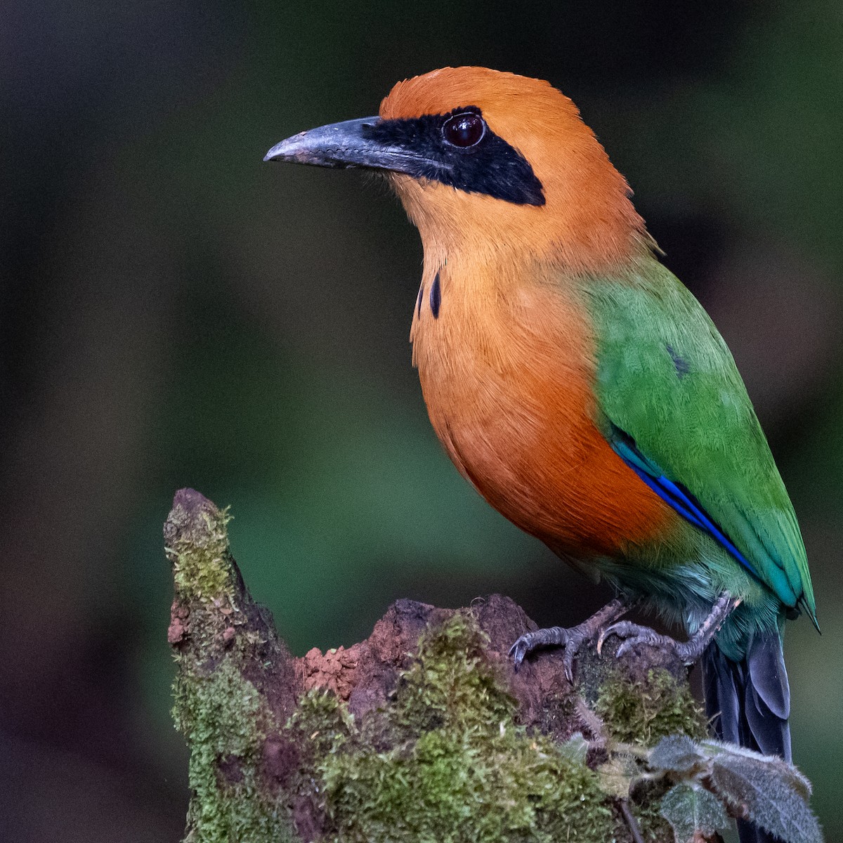 Rufous Motmot - ML642636092