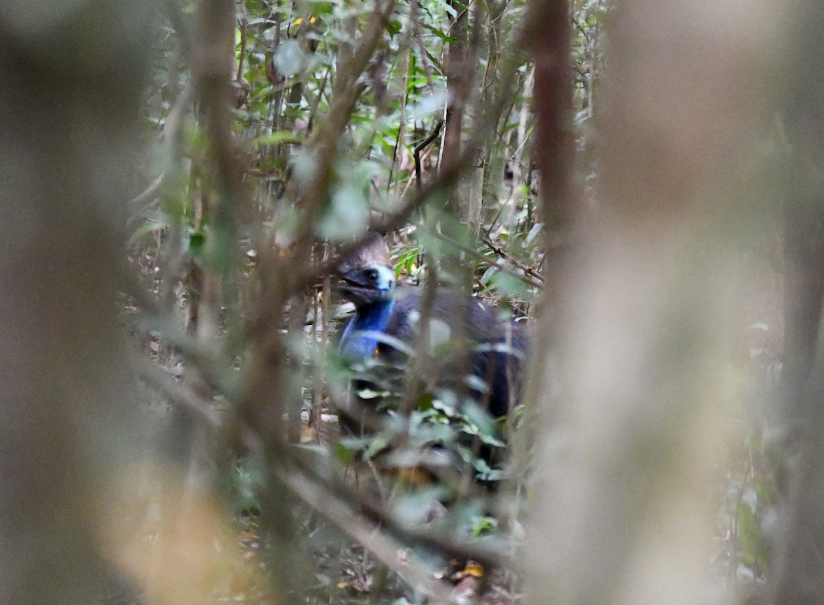 Southern Cassowary - ML642636104