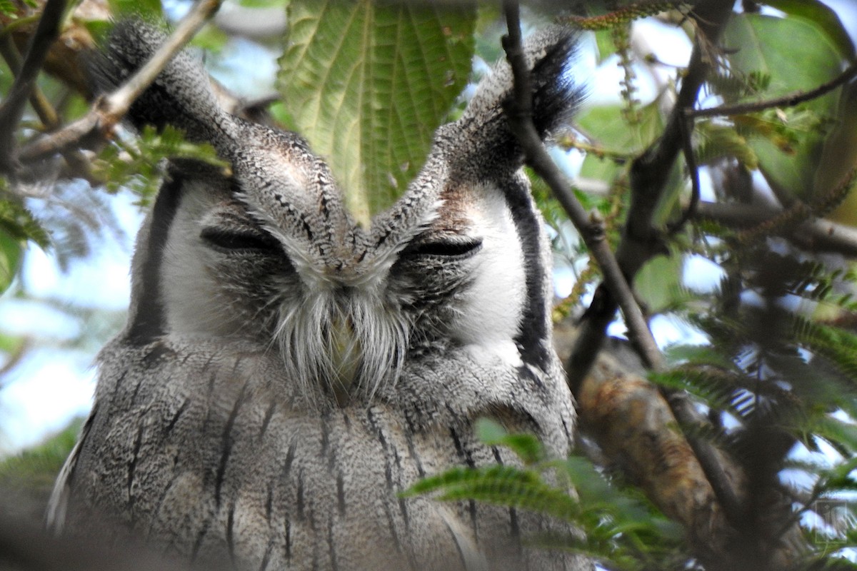 Northern White-faced Owl - ML642636106