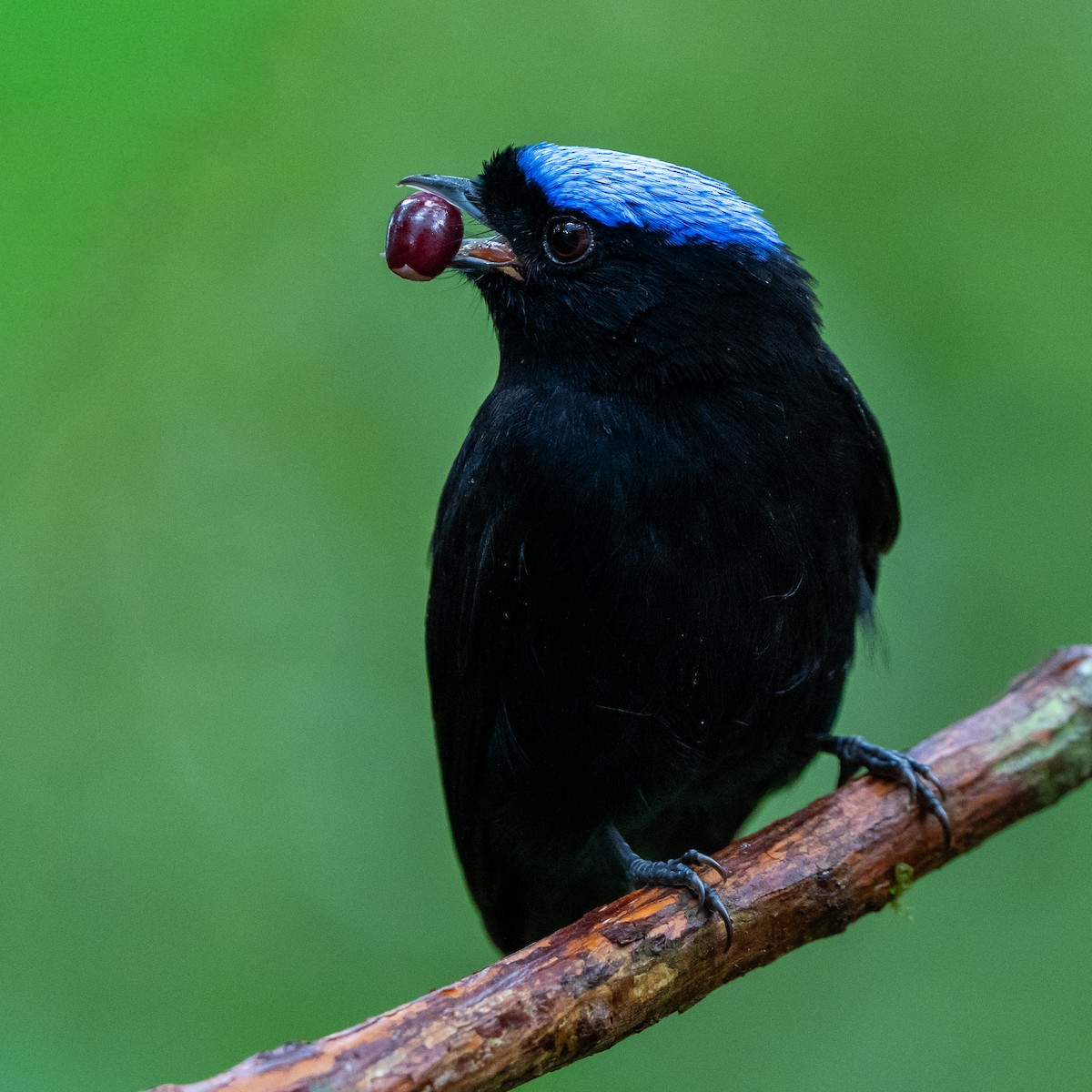 Velvety Manakin - ML642636108