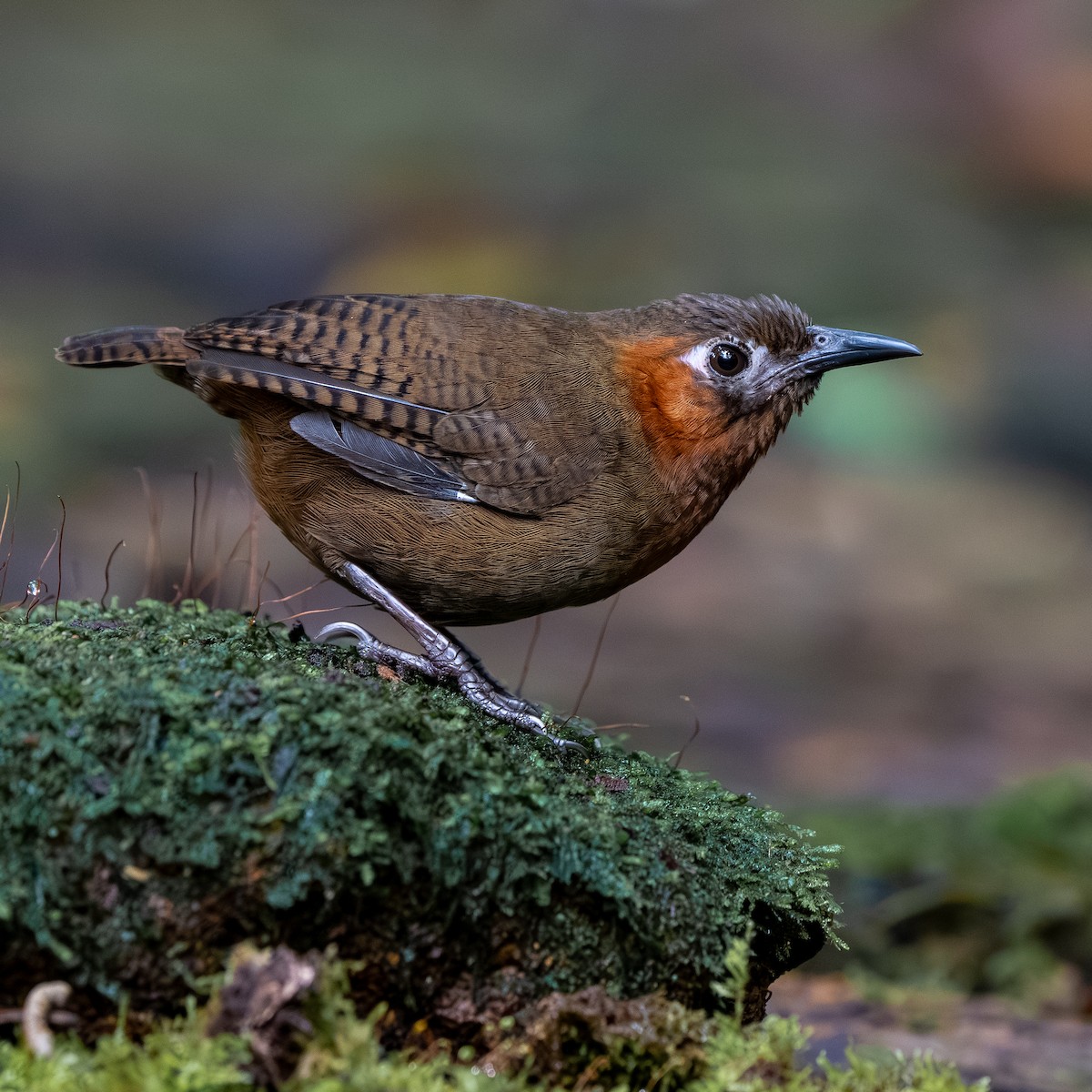 Song Wren - ML642636116