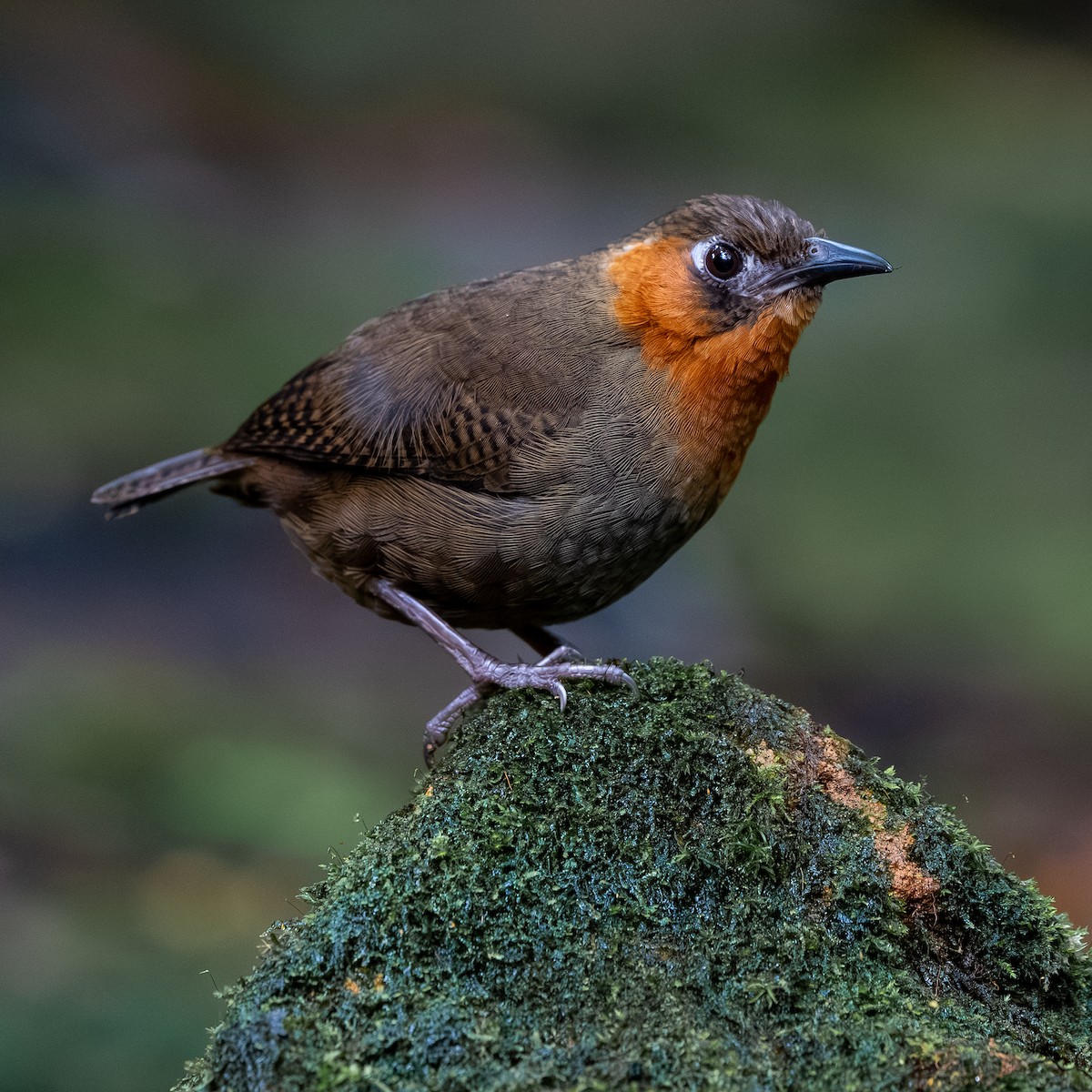 Song Wren - ML642636124