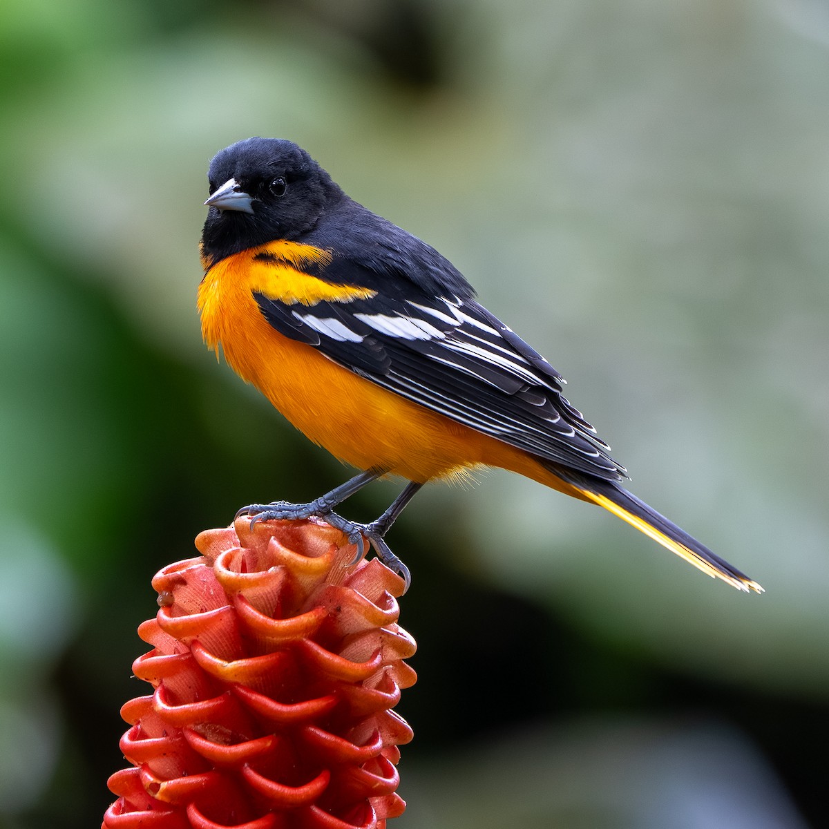 Baltimore Oriole - ML642636128