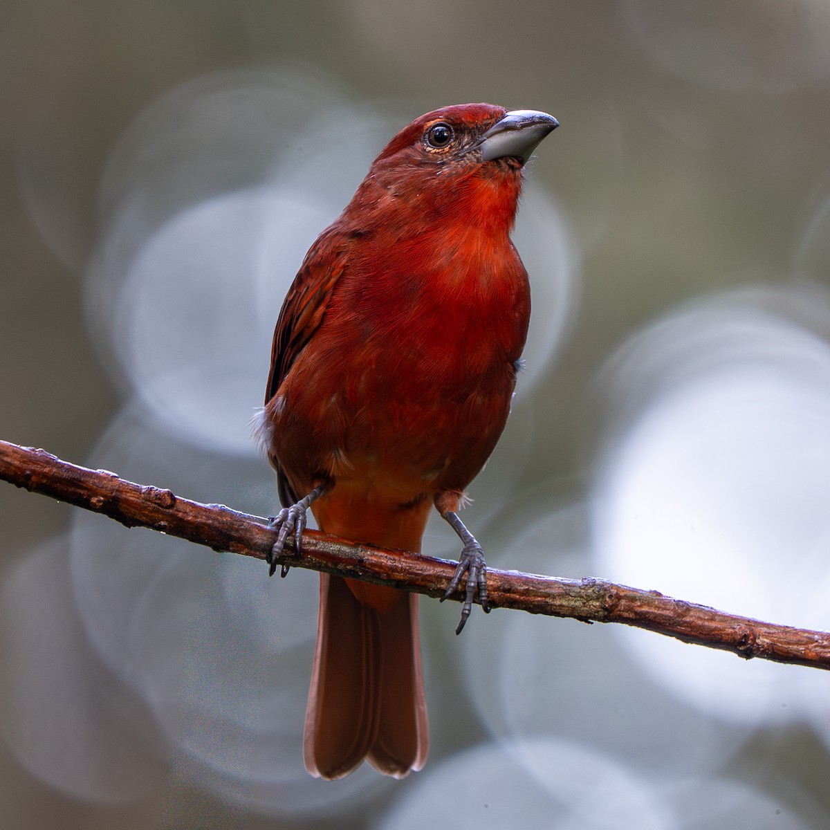 Hepatic Tanager - ML642636135