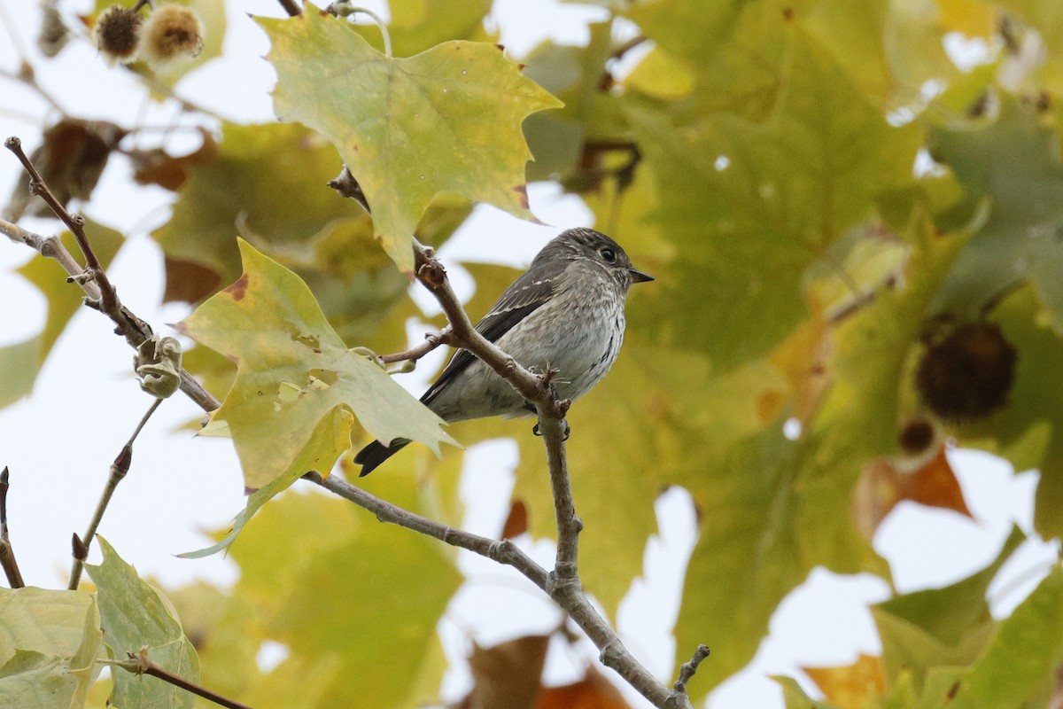 Dark-sided Flycatcher - ML642636136