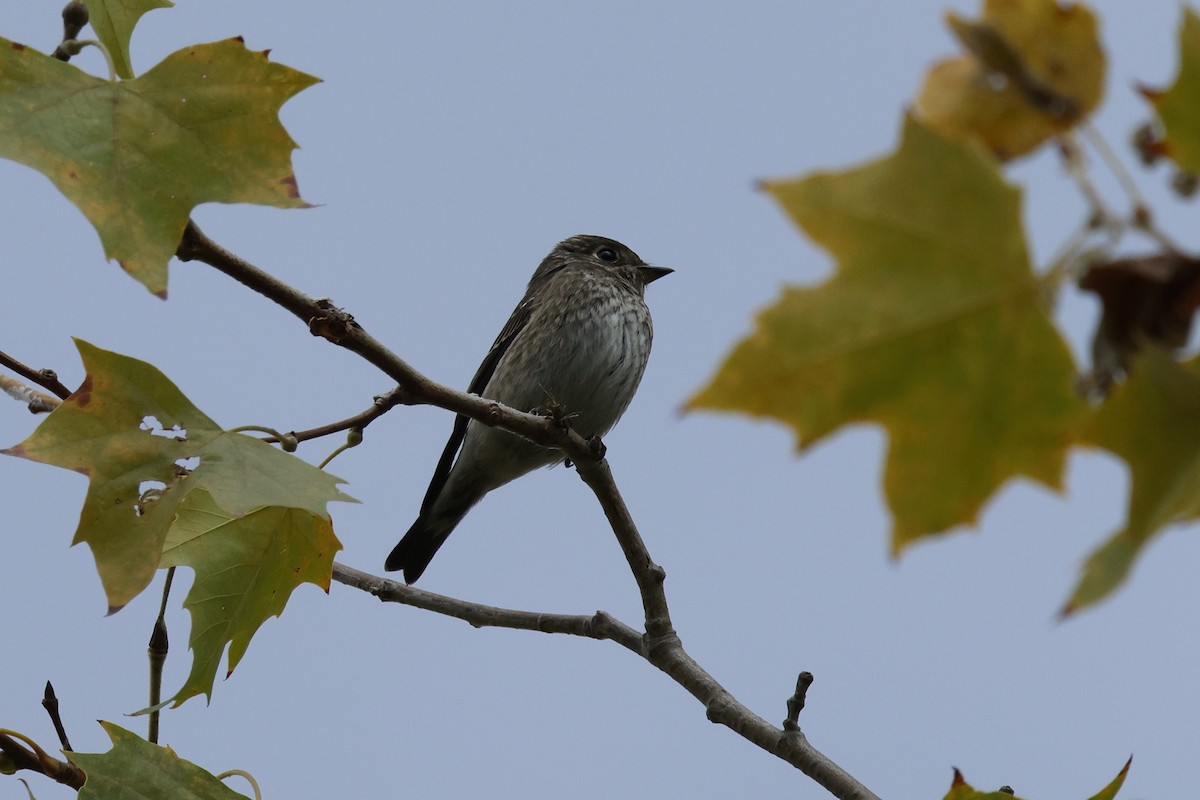 Dark-sided Flycatcher - ML642636137