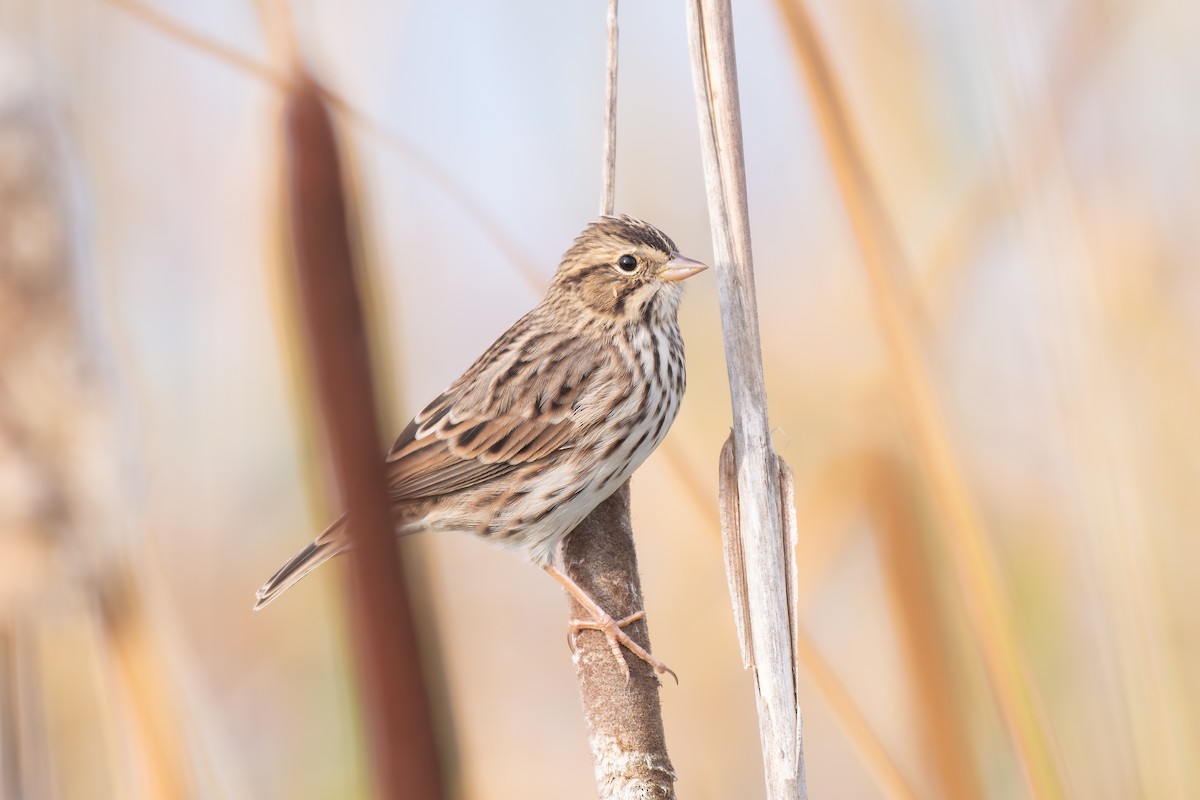 Savannah Sparrow - ML642636145