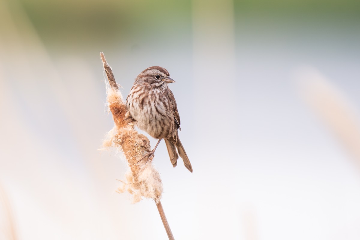 Song Sparrow - ML642636149
