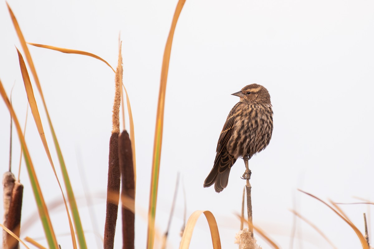 Red-winged Blackbird - ML642636152