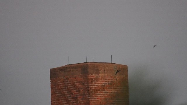 Chimney Swift - ML642636155
