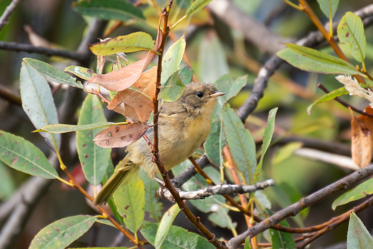 Common Yellowthroat - ML642636157